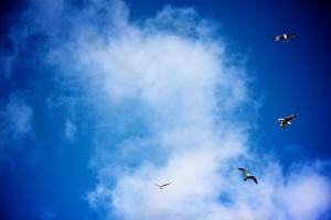 Foto: Hans Anders Museth Brønmo