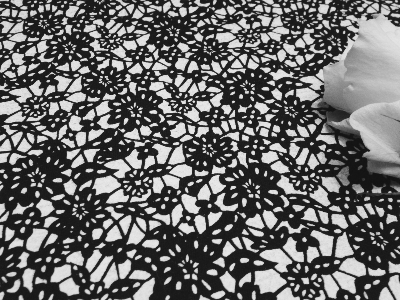 Illustrasjon: Svarte blomster, hvit rose