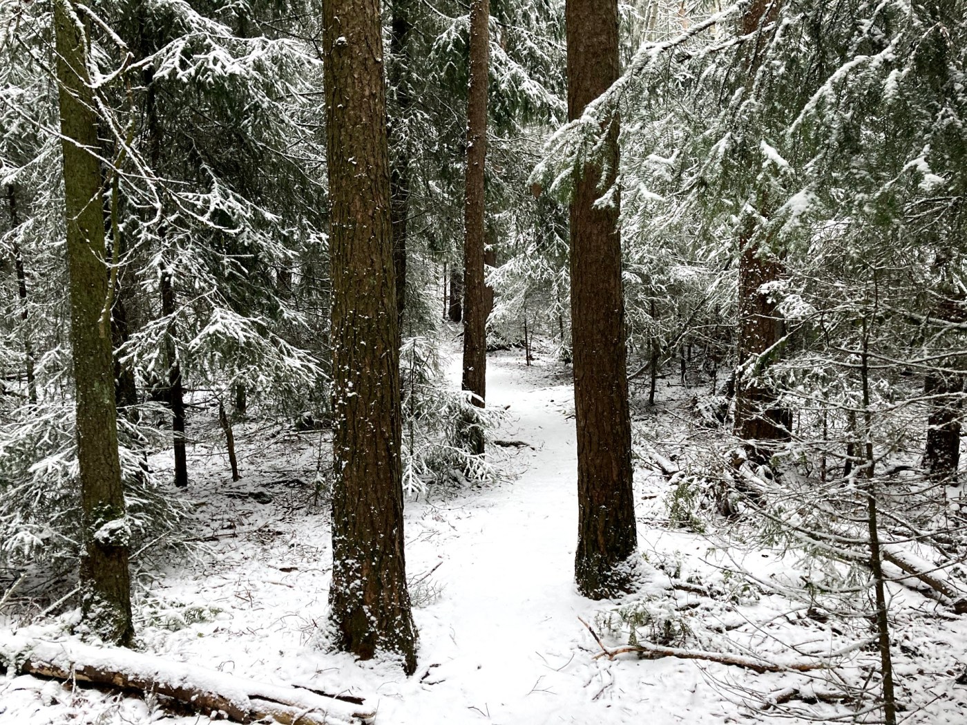 Skog, sti og snø